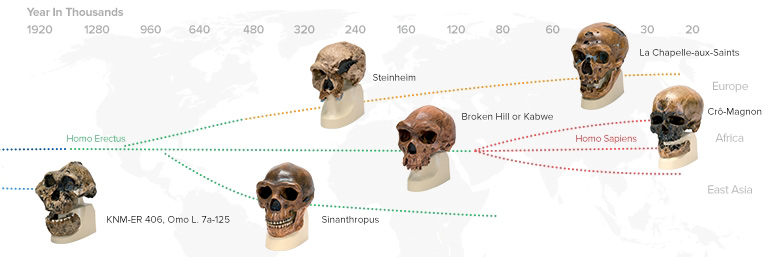 Antropológico Skulls