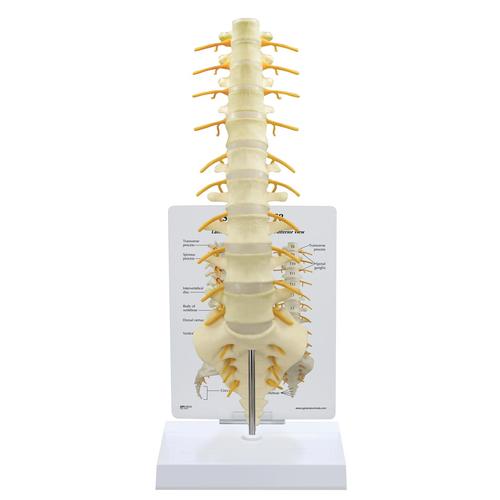 Modelo de columna vertebral sacro - T8, 1019508, Modelos de vértebras