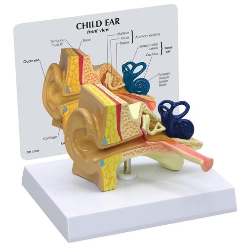Modelo de oído infantil, 1019528, Modelos de Oído, Laringe y Nariz