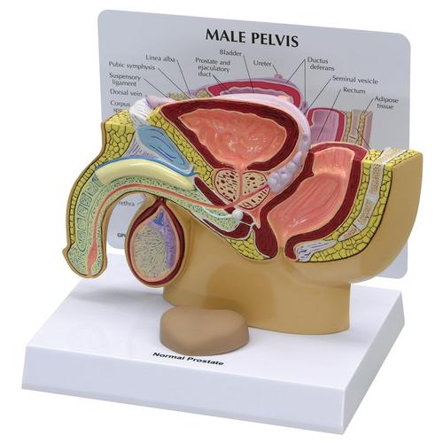 Pelvis masculina con próstata, 1019562, Modelos de Pelvis y Genitales