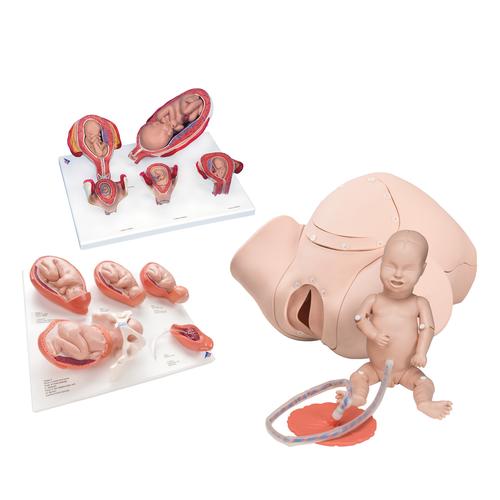 Intro Conjunto de Laboratorio Básico para Obstetricia, 8000877 [3011904], Anatomía Grupos