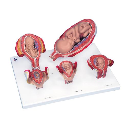 Intro Conjunto de Laboratorio Básico para Obstetricia, 8000877 [3011904], Obstetricia