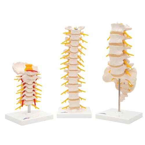 Modelos Anatomicos de Vértebras, 8000836, Anatomía Grupos