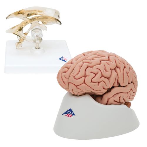 Anatomía Grupos Cerebro, 8000842, Modelos de Cerebro