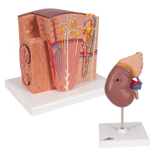 Kidney Set, 8000906, Anatomía Grupos