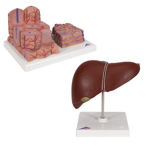 Liver Set, 8000908, Anatomía Grupos