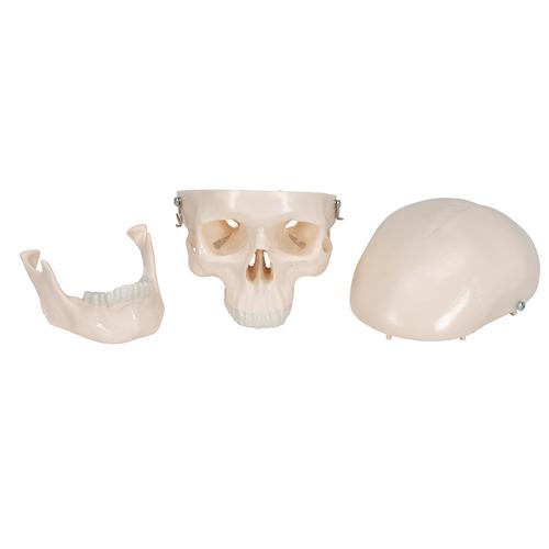 Cráneo miniatura, de 3 piezas - 3B Smart Anatomy, 1000041 [A18/15], Modelos de Cráneos Humanos