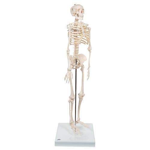 Miniesqueleto “Shorty“, sobre zócalo - 3B Smart Anatomy, 1000039 [A18], Esqueletos en miniatura