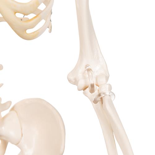 Miniesqueleto “Shorty“, sobre zócalo - 3B Smart Anatomy, 1000039 [A18], Esqueletos en miniatura