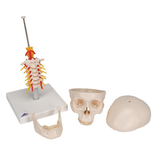 Cráneo clásico sobre columna cervical, 4 partes - 3B Smart Anatomy, 1020160 [A20/1], Modelos de Cráneos Humanos