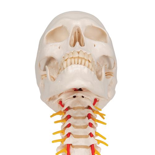 Cráneo clásico sobre columna cervical, 4 partes - 3B Smart Anatomy, 1020160 [A20/1], Modelos de vértebras