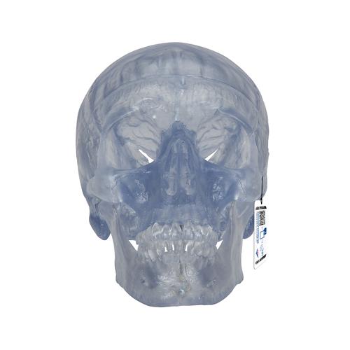 Cráneo Clásico transparente, 3 partes - 3B Smart Anatomy, 1020164 [A20/T], Modelos de Cráneos Humanos
