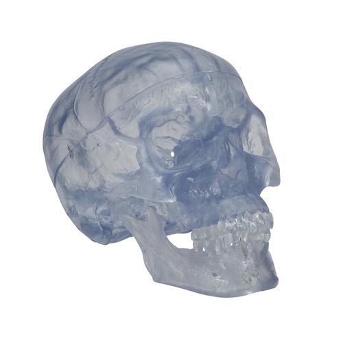 Cráneo Clásico transparente, 3 partes - 3B Smart Anatomy, 1020164 [A20/T], Modelos de Cráneos Humanos