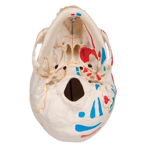 Cráneo clásico con mandíbula abierta, pintado, 3 partes - 3B Smart Anatomy, 1020167 [A22/1], Modelos de Cráneos Humanos