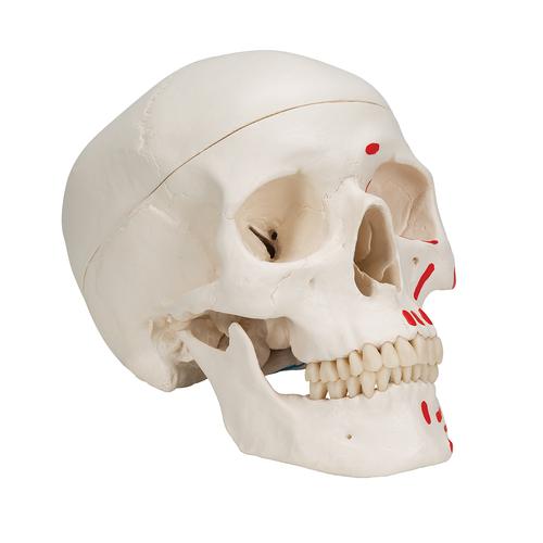Cráneo clásico, pintado, 3 partes - 3B Smart Anatomy, 1020168 [A23], Modelos de Cráneos Humanos