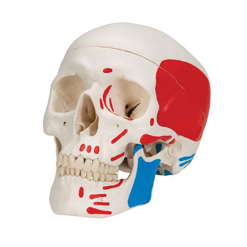 Cráneo clásico, pintado, 3 partes - 3B Smart Anatomy, 1020168 [A23], Modelos de Cráneos Humanos