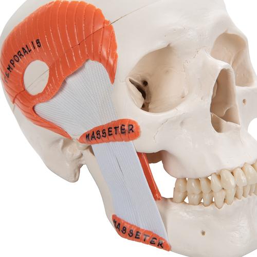 Cráneo funcional con musculatura para la masticación, 2 partes - 3B Smart Anatomy, 1020169 [A24], Modelos de Cráneos Humanos