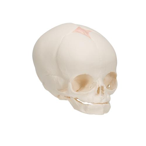 Cráneo de feto - 3B Smart Anatomy, 1000057 [A25], Modelos de Cráneos Humanos