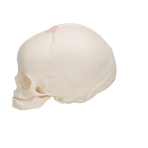 Cráneo de feto - 3B Smart Anatomy, 1000057 [A25], Modelos de Cráneos Humanos