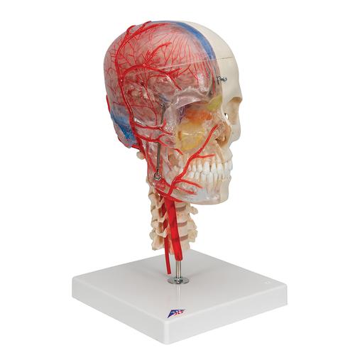 BONElike Cráneo – Cráneo didáctico de lujo, 7 partes - 3B Smart Anatomy, 1000064 [A283], Modelos de vértebras