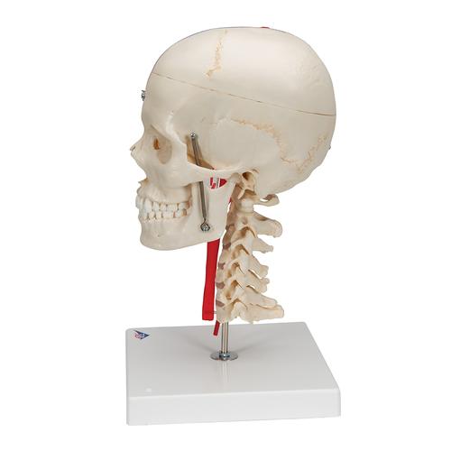 BONElike Cráneo – Cráneo didáctico de lujo, 7 partes - 3B Smart Anatomy, 1000064 [A283], Modelos de Cráneos Humanos