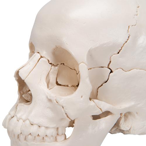 Cráneo desmontable 3B Scientific® - versión anatómica, en 22 partes - 3B Smart Anatomy, 1000068 [A290], Modelos de Cráneos Humanos