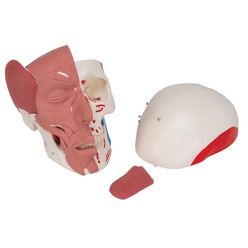 Cráneo con músculos faciales - 3B Smart Anatomy, 1020181 [A300], Modelos de Cabeza