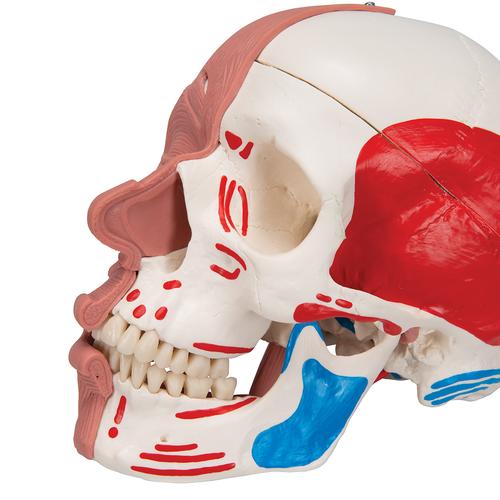 Cráneo con músculos faciales - 3B Smart Anatomy, 1020181 [A300], Modelos de Musculatura