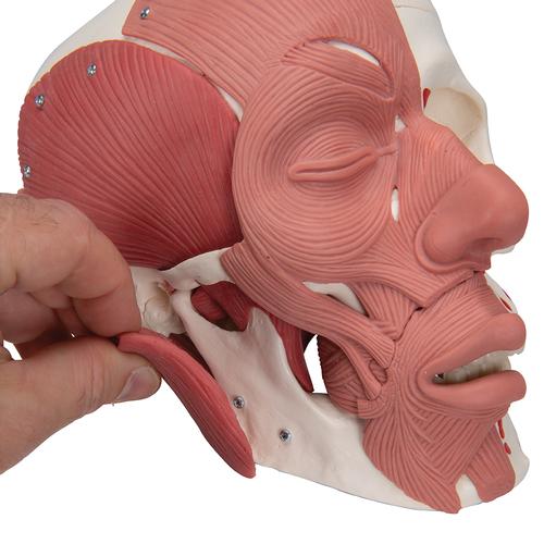 Cráneo con músculos faciales - 3B Smart Anatomy, 1020181 [A300], Modelos de Cabeza
