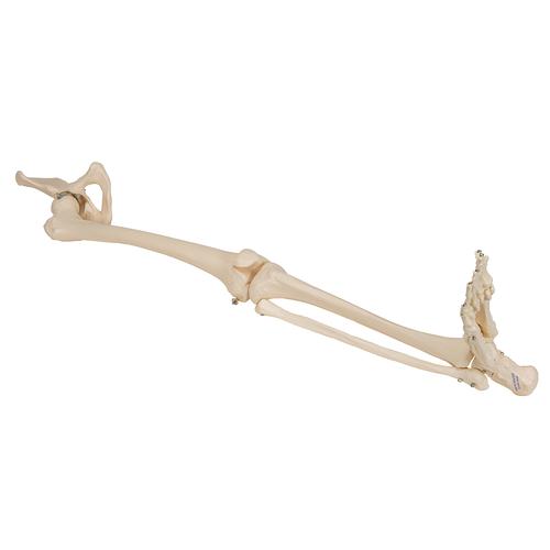 Esqueleto de una pierna con parte de hueso de la cadera - 3B Smart Anatomy, 1019366 [A36], Modelos de esqueleto de Pierna y Pie