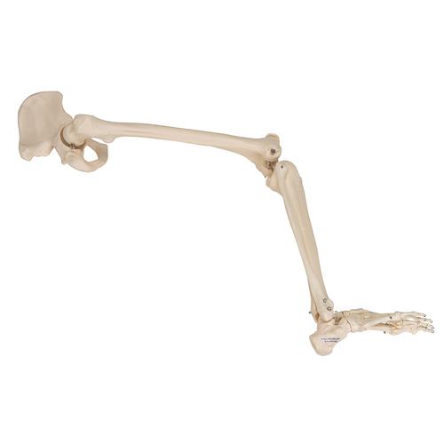 Esqueleto de una pierna con parte de hueso de la cadera - 3B Smart Anatomy, 1019366 [A36], Modelos de esqueleto de Pierna y Pie