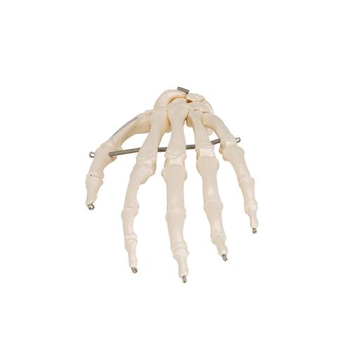 Esqueleto de la mano articulada en alambre - 3B Smart Anatomy, 1019367 [A40], Modelos de esqueleto de brazo y mano