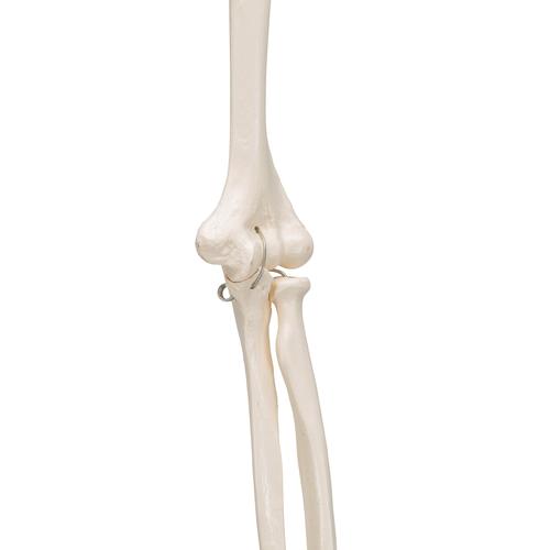 Esqueleto del Brazo - 3B Smart Anatomy, 1019371 [A45], Modelos de esqueleto de brazo y mano