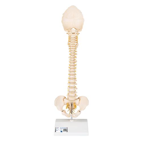 Columna vertebral pediátrica en calidad 3B BONElike - 3B Smart Anatomy, 1000118 [A52], Modelos de Columna vertebral