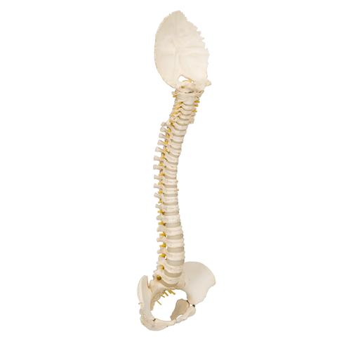 Columna vertebral pediátrica en calidad 3B BONElike - 3B Smart Anatomy, 1000118 [A52], Modelos de Columna vertebral