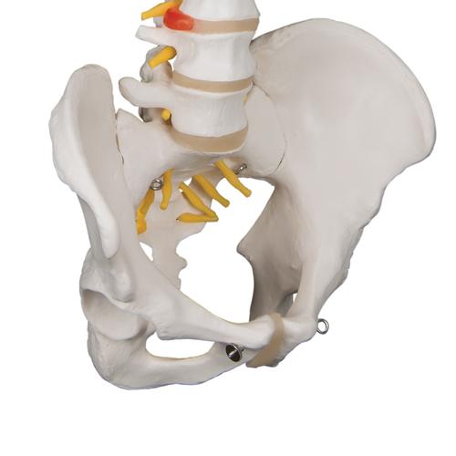 Columna flexible – versión clásica - 3B Smart Anatomy, 1000121 [A58/1], Modelos de Columna vertebral