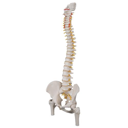 Columna flexible - versión clásica con cabezas de fémur - 3B Smart Anatomy, 1000122 [A58/2], Modelos de Columna vertebral