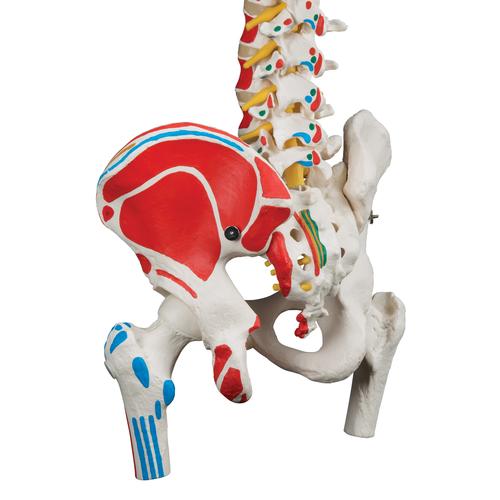 Columna flexible -versión clásica pintada con cabezas de fémur y demonstración de músculos - 3B Smart Anatomy, 1000123 [A58/3], Modelos de Columna vertebral