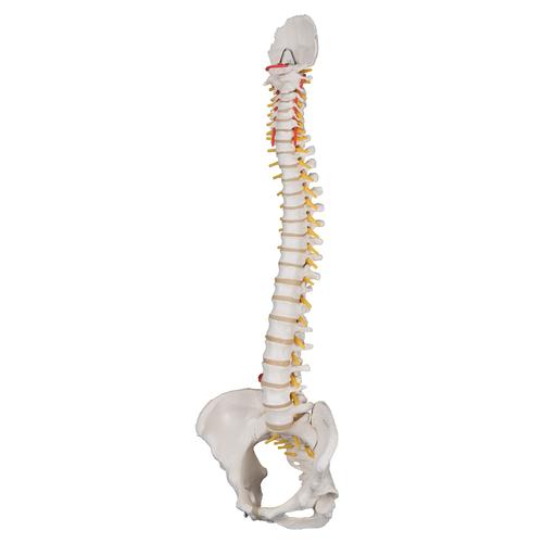Columna flexible - versión clásica con pelvis femenino - 3B Smart Anatomy, 1000124 [A58/4], Modelos de Columna vertebral
