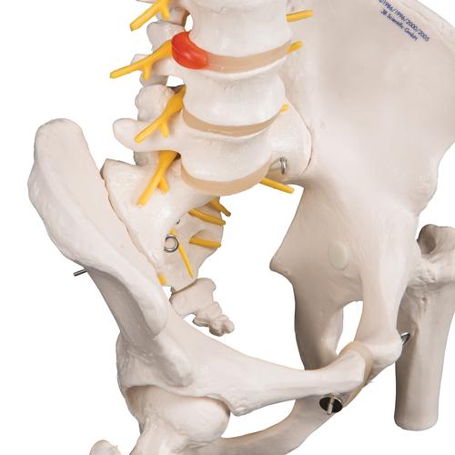 Columna flexible - versión de lujo con cabezas de fémur - 3B Smart Anatomy, 1000126 [A58/6], Modelos de Columna vertebral