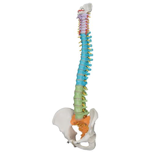 Columna didáctica flexible - 3B Smart Anatomy, 1000128 [A58/8], Modelos de Columna vertebral
