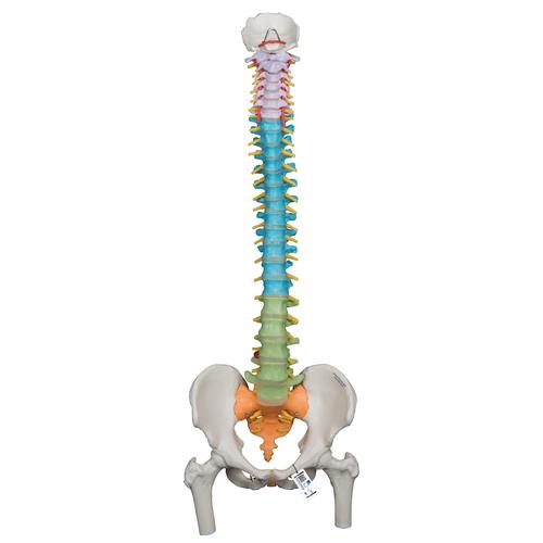 Columna didáctica flexible con cabezas de fémur - 3B Smart Anatomy, 1000129 [A58/9], Modelos de Columna vertebral