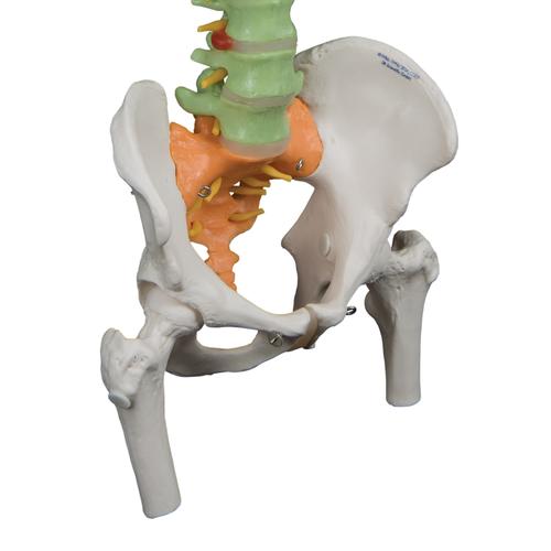 Columna didáctica flexible con cabezas de fémur - 3B Smart Anatomy, 1000129 [A58/9], Modelos de Columna vertebral
