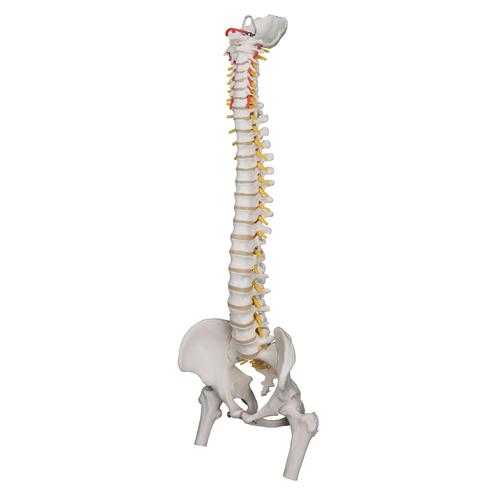 Columna flexible para uso intensivo, con cabezas de fémur - 3B Smart Anatomy, 1000131 [A59/2], Modelos de Columna vertebral