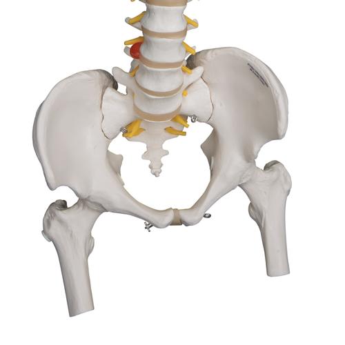 Columna flexible para uso intensivo, con cabezas de fémur - 3B Smart Anatomy, 1000131 [A59/2], Modelos de Columna vertebral