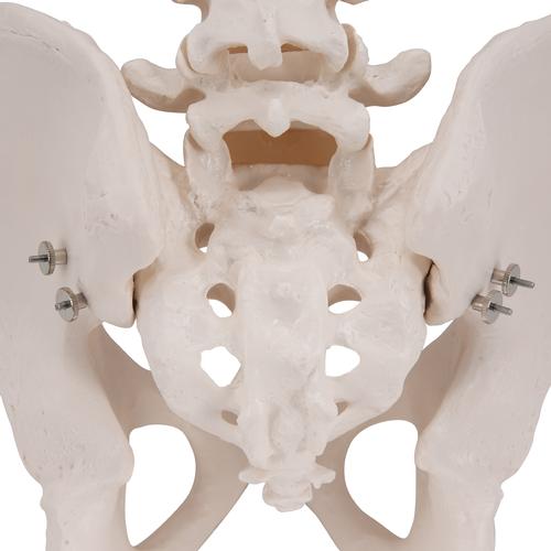 Esqueleto de la pelvis, masculino - 3B Smart Anatomy, 1000133 [A60], Modelos de Pelvis y Genitales
