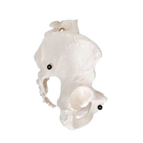 Esqueleto de la Pelvis, femenino - 3B Smart Anatomy, 1000134 [A61], Modelos de Pelvis y Genitales