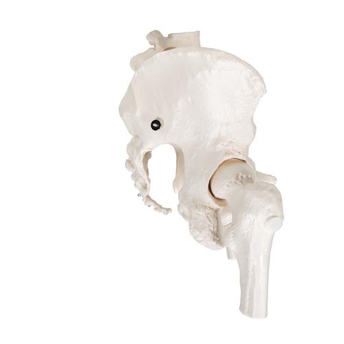 Esqueleto de la Pelvis, femenino, con cabezas de fémur móviles - 3B Smart Anatomy, 1000135 [A62], Modelos de Pelvis y Genitales