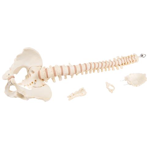BONElike Columna vertebral - 3B Smart Anatomy, 1000157 [A794], Modelos de Columna vertebral