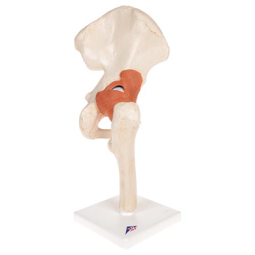 Modelo funcional de la articulación de la cadera de lujo - 3B Smart Anatomy, 1000162 [A81/1], Modelos de Articulaciones